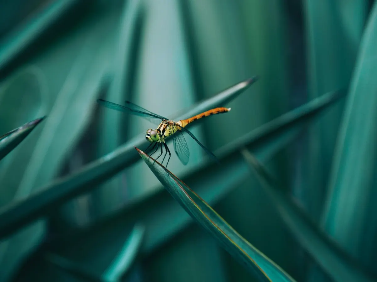 Une libellule posée sur une tige, symbole de transformation